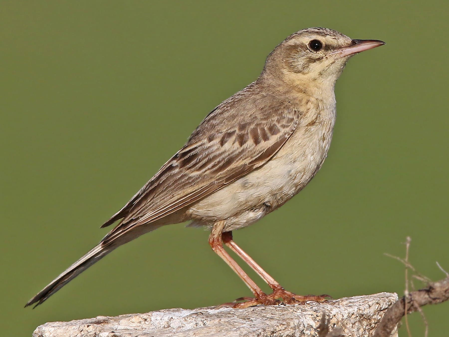 Tawny Pipit